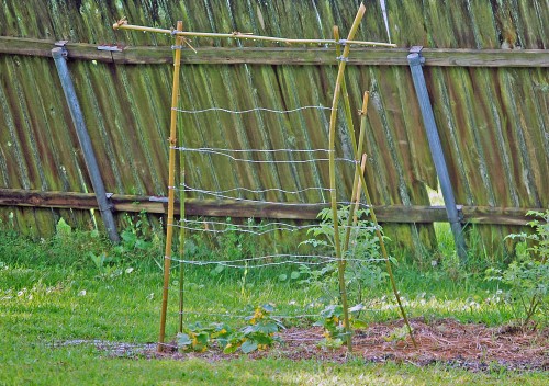 Cucumber trellis made from bamboo